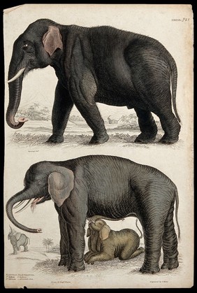 Above, an Indian elephant; below, an African elephant cow suckled by its young. Coloured etching by S. Milne after Captain T. Brown and N. Maréchal.