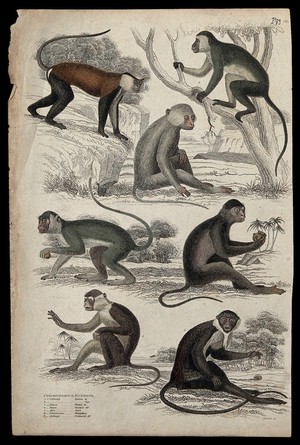 view Seven different specimen of the genus Cercopithecus (guenons) shown in their natural habitat. Coloured etching by S. Milne.