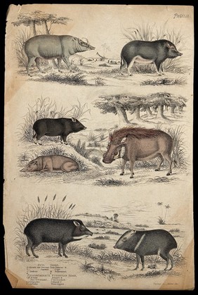 Seven different specimen of the family Suidae (pigs) shown in their natural habitat. Coloured etching by Turvey and S. Milne.