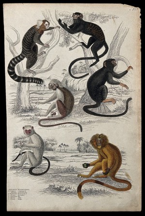 view Six different specimen of the family Calitricidae (monkeys), including marmosets and tamarins. Coloured etching by S. Milne.