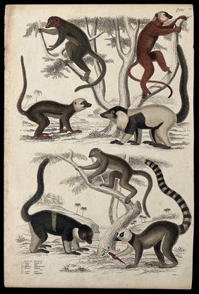 Seven different specimen of the family Lemuridae (lemurs). Coloured etching by S. Milne.