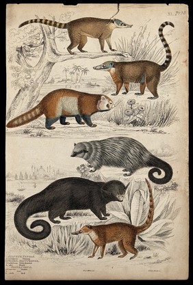 A red panda (Ailurus fugens), two benturongs and two coatis shown in their natural habitat. Coloured etching by S. Milne and R. Scott.