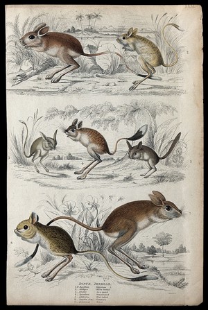 view Seven different specimen of the family of Dipodidaes (jerboas). Coloured etching by J. B. Mould.