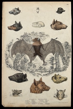 A tonga bat is shown surrounded by the heads, skulls and teeths of different specimen of the family of bats. Coloured etching by S. Milne and Turvey.