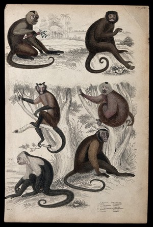 view Six different specimen of monkeys (weepers). Coloured etching by S. Milne.