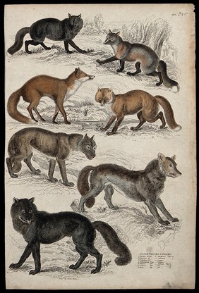 Seven different specimen of the families of wolves and foxes (canis lupus and vulpes). Coloured etching by J. Miller.