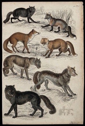 view Seven different specimen of the families of wolves and foxes (canis lupus and vulpes). Coloured etching by J. Miller.