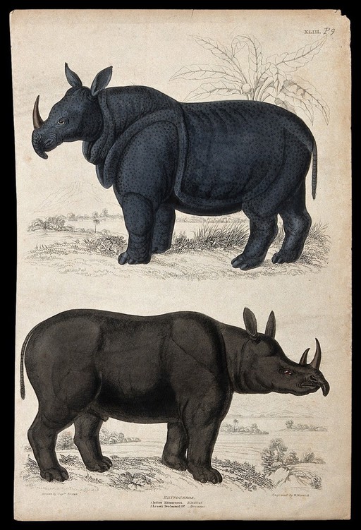 Above, an indian rhinoceros; below, a two-horned rhinoceros. Coloured etching by W. Warwick after Captain T. Brown.