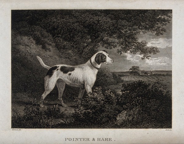 A pointer dog is standing in a forest looking at a hare hiding in the bushes. Etching by Scott after G. Morland.