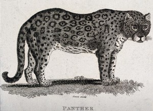 view A panther. Etching by T. Owen.