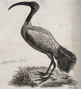 An Egyptian ibis. Etching by T. Owen.