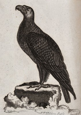 A golden eagle sitting on a stump of a tree. Etching by T. Owen.
