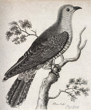 view A cuckoo sitting on a branch of a tree. Etching by T. Owen.