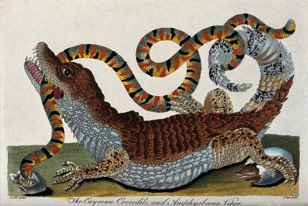 A cayman is fighting with a viper next to the freshly hatched cayman egg. Coloured stipple engraving by J. Pass after J. E. Ihle.