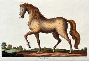 view A stallion with a red mane is standing with its left front hoof lifted. Coloured engraving by J. Pass.