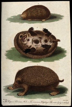 view Above, a Cape or Siberian mole; middle, a hedgehog lying on its back; below, a common hedgehog. Coloured etching by J. Pass after H. Meyer.