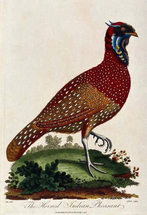 view A horned Indian pheasant standing on the grass lifting its left foot. Coloured etching by J. Pass after J. E. Ihle.