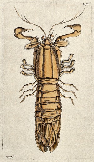 view A crustacean (a crab). Coloured etching by R. P. Nodder.