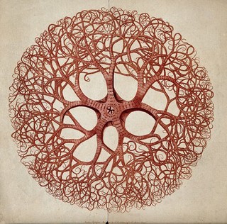 A cross-section of an animal of the phylum Coelenterata (coelenterate) or Annelida (annelid). Colour softground etching.