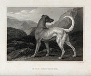 An Irish Greyhound Standing In A Mountainous Landscape. Etching By J 