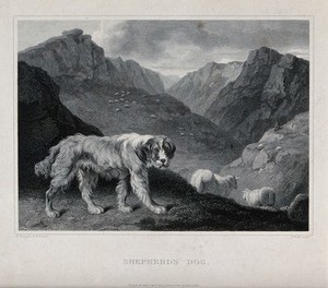 view A shepherd's dog standing in front of a mountainous landscape populated by sheep. Etching by J. Scott after P. Reinagle.