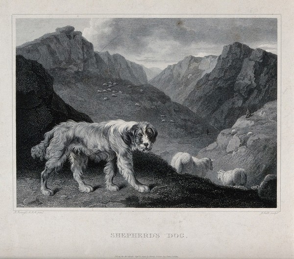 A shepherd's dog standing in front of a mountainous landscape populated by sheep. Etching by J. Scott after P. Reinagle.