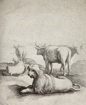 view A feline creature is lying in front of a herd of cattle. Engraving.