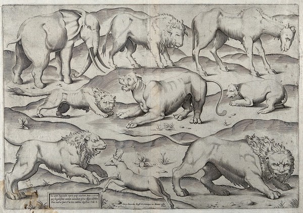 A variety of animals, including lions, stags, elephants and mythical creatures roaming a rocky landscape. Engraving.