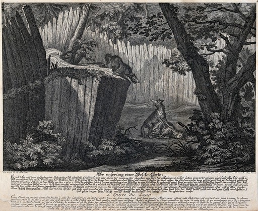 A fenced-in gorge in a forest set up as a trap: one wolf is already in the enclosure near the bait while the other wolf is about to jump in. Etching by J.E. Ridinger.
