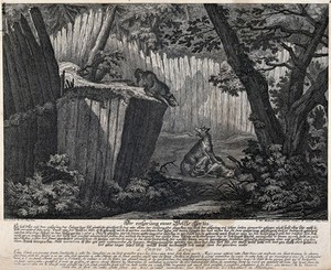 view A fenced-in gorge in a forest set up as a trap: one wolf is already in the enclosure near the bait while the other wolf is about to jump in. Etching by J.E. Ridinger.