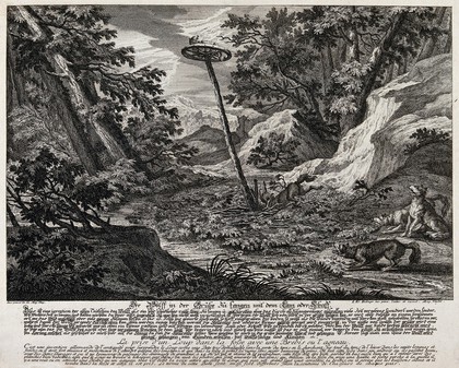 Four wolves in a gorge in the forest with a pit-trap: one wolf is about to fall into the pit while the other three are watching the bait, a sheep, deposited on a wheel above the trap. Etching by J.E. Ridinger.