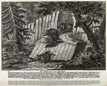 Five wild boar in a gorge in the forest set up as a trap: one is already in the enclosure while four others are following suit. Etching by J.E. Ridinger.