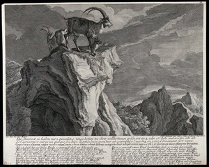 view Three ibexes on a crag in the mountains. Etching by J.E. Ridinger.