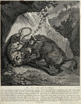 A tiger and an ox are fighting in front of a cave in the mountains with palm trees in the background. Etching by J.E. Ridinger.