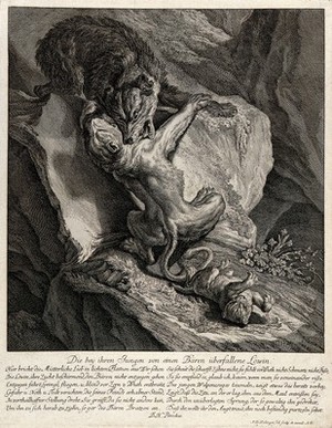 view A bear and a lioness are fighting on a crag in the mountains with the lion cub tumbling off the rock. Etching by J.E. Ridinger.