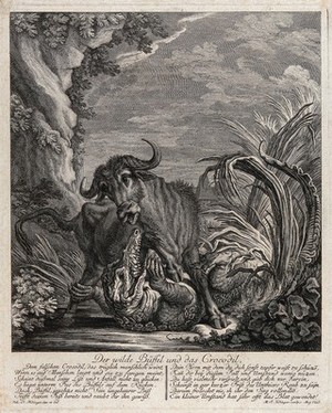 view A crocodile fighting with a buffalo in shallow water. Etching by M.E. Ridinger after J.E. Ridinger.