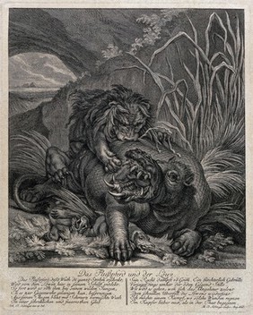 A hippopotamus with its young is attacked by a lion. Etching by M.E. Ridinger after J.E. Ridinger.