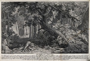 view A dying wolf in a gin-trap in the forest. Etching by J.E. Ridinger.