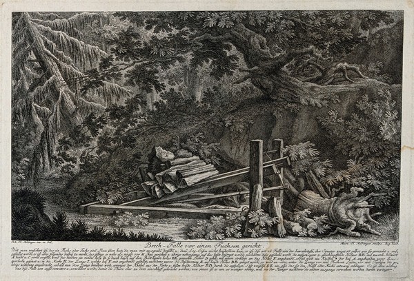 A fox-trap in the forest: a dead fox in a trap which kills by releasing weights on to the victim. Etching by M.E. Ridinger after J.E. Ridinger.