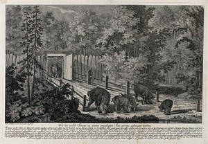 view A fenced-in trap for wild boar in the forest. Etching by J.E. Ridinger.