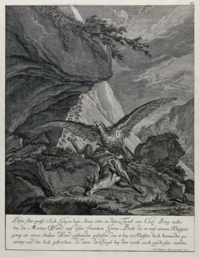 A mountain landscape with a vulture hovering over its prey, a chamois buck. Etching by J.E. Ridinger.