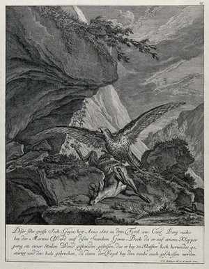 view A mountain landscape with a vulture hovering over its prey, a chamois buck. Etching by J.E. Ridinger.