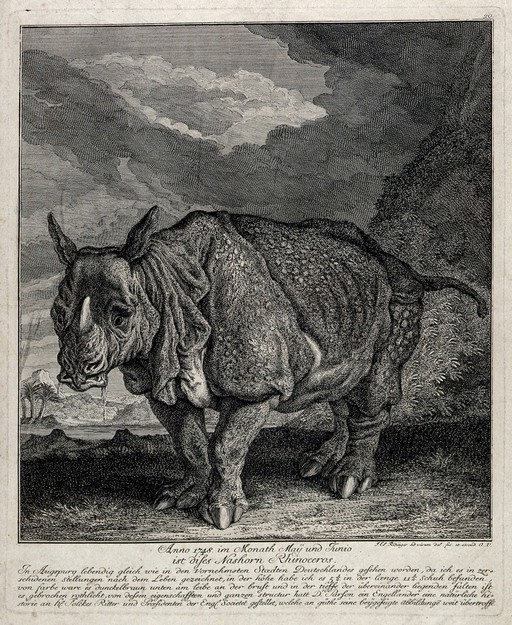 A rhinoceros, also known as Miss Clara, shown with a lake and palm trees in the background. Etching by J. E. Ridinger.