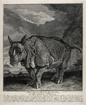 view A rhinoceros (Clara) shown with a lake and palm trees in the background. Etching by J. E. Ridinger, ca. 1748.