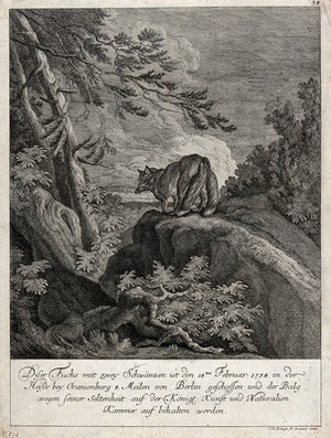 view A fox with two tails on a rock in the forest. Etching by J.E. Ridinger.