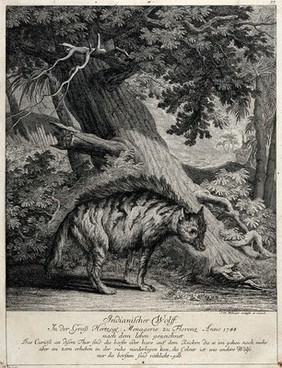 An "Indian wolf" is standing in front of a tree with exotic vegetation in the background. Etching by J. E. Ridinger.