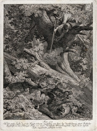 A huntsman sitting on a tree is about to shoot a lynx that has pounced upon a wild boar. Etching by J.E. Ridinger.