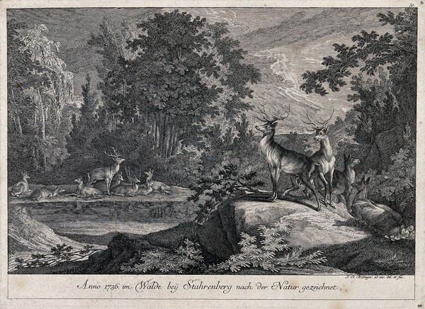 A group of deer around a lake in a forest. Etching by J.E. Ridinger.