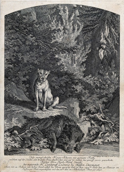 A muzzled hunting dog is sitting next to a dead boar in the forest. Etching by J.E. Ridinger.