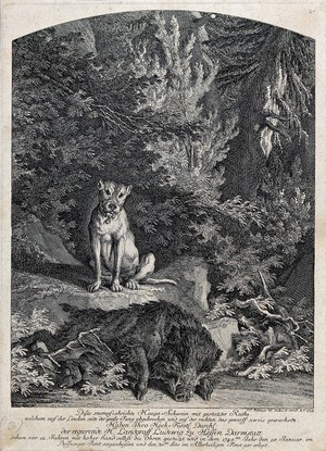 view A muzzled hunting dog is sitting next to a dead boar in the forest. Etching by J.E. Ridinger.